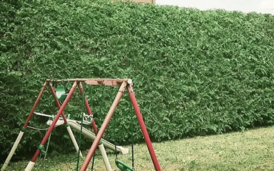 When is the Best Time of Year to Trim my Cedar Hedge?